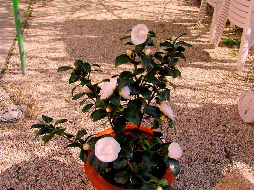Villa Maria Bed & Breakfast, Corridonia, Marche Exteriör bild