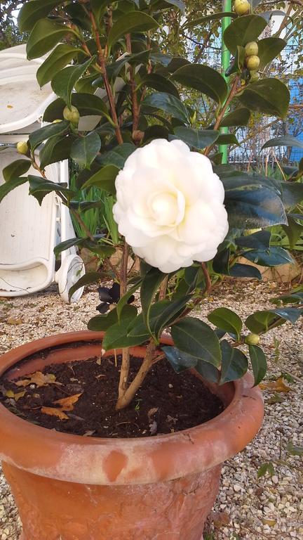 Villa Maria Bed & Breakfast, Corridonia, Marche Exteriör bild